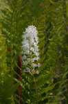 Osceola's plume <BR>Death camas <BR>Crow poison